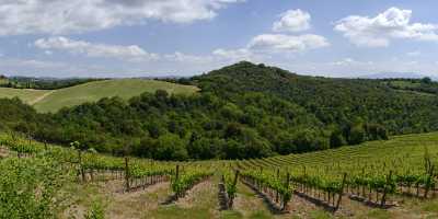 Montalcino Hill Winery Tuscany Italy Toscana Italien Spring Fine Art Photography For Sale - 012584 - 15-05-2012 - 16176x4627 Pixel Montalcino Hill Winery Tuscany Italy Toscana Italien Spring Fine Art Photography For Sale Modern Art Prints Fine Art Photographer Flower Fine Art Nature...