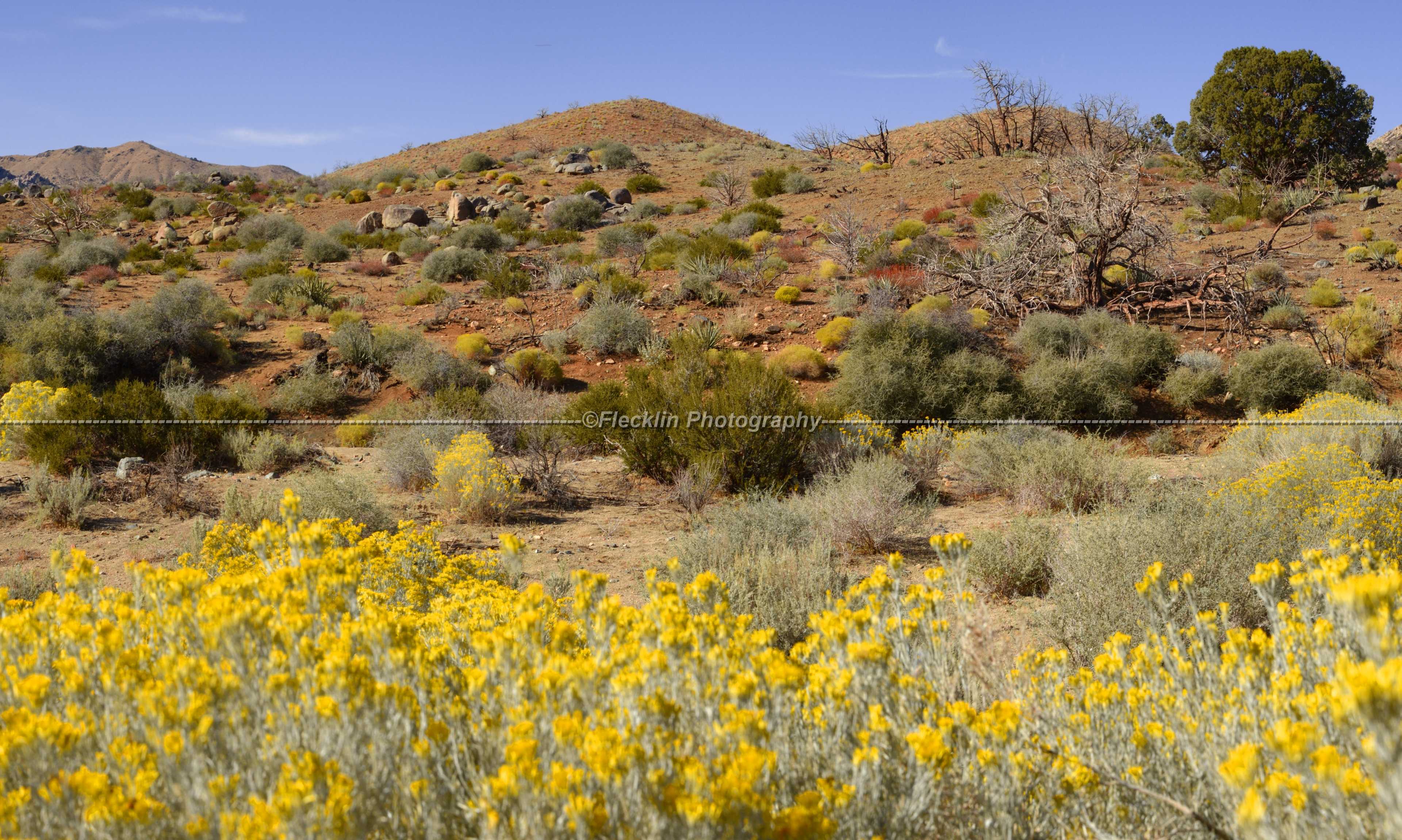 Mojave Desert California Joshua Tree Cactus Bush Grass Barn Stock