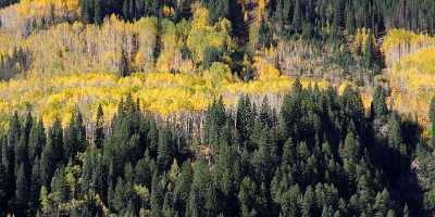 Vail Colorado Landscape Autumn Color Fall Foliage Leaves Ice Pass Animal Photo Country Road - 005791 - 26-09-2010 - 12479x3622 Pixel Vail Colorado Landscape Autumn Color Fall Foliage Leaves Ice Pass Animal Photo Country Road Fine Art Photo Order Fine Art Giclee Printing Famous Fine Art...