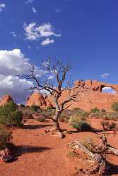 Moab Arches National Park Tree Skyline Arch Utah Nature Fine Art Foto Panoramic Stock Images Images - 007911 - 04-10-2010 - 4345x6729 Pixel Moab Arches National Park Tree Skyline Arch Utah Nature Fine Art Foto Panoramic Stock Images Images Lake Rock Winter Fine Art Landscape Photography Shore City...