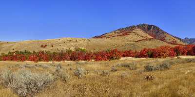 Smithfield Utah Maple Tree Autumn Color Colorful Fall Park Summer Fine Art Photography Prints - 011864 - 01-10-2012 - 19728x6898 Pixel Smithfield Utah Maple Tree Autumn Color Colorful Fall Park Summer Fine Art Photography Prints Fine Art Photos Fine Art Photography Prints For Sale Panoramic...