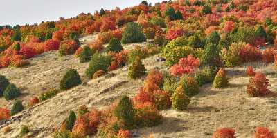 Wellsville Utah Tree Autumn Color Colorful Fall Foliage Modern Art Print Images Art Printing - 011389 - 23-09-2012 - 15436x5715 Pixel Wellsville Utah Tree Autumn Color Colorful Fall Foliage Modern Art Print Images Art Printing Fine Art America Fine Art Pictures Art Prints For Sale Photography...