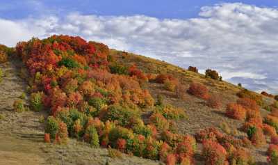 Wellsville Utah Tree Autumn Color Colorful Fall Foliage Fine Art Photography Gallery Fog - 011392 - 23-09-2012 - 11584x6853 Pixel Wellsville Utah Tree Autumn Color Colorful Fall Foliage Fine Art Photography Gallery Fog Country Road View Point Landscape Mountain Fine Art Photo Photography...
