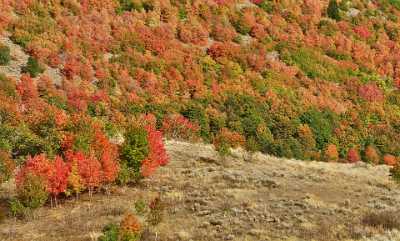 Wellsville Utah Tree Autumn Color Colorful Fall Foliage Sale Outlook Prints Rock - 011396 - 23-09-2012 - 11796x7120 Pixel Wellsville Utah Tree Autumn Color Colorful Fall Foliage Sale Outlook Prints Rock Photography Prints For Sale Fine Art Posters City Fine Art Stock Country Road...