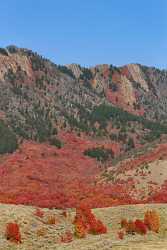 Wellsville Utah Tree Autumn Color Colorful Fall Foliage Fine Arts Photography - 011903 - 02-10-2012 - 6748x12655 Pixel Wellsville Utah Tree Autumn Color Colorful Fall Foliage Fine Arts Photography Fine Art Photography Galleries Fine Art Photos View Point Stock Image Art...