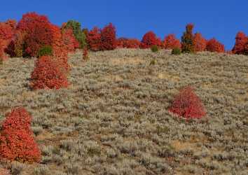 Wellsville Utah Tree Autumn Color Colorful Fall Foliage Photography Prints For Sale - 011908 - 02-10-2012 - 9034x6384 Pixel Wellsville Utah Tree Autumn Color Colorful Fall Foliage Photography Prints For Sale Modern Art Prints Fine Art Posters Art Photography For Sale Fine Art Nature...